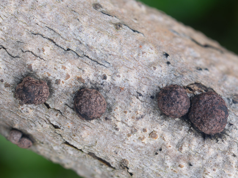 Hypoxylon fraxinophilum